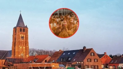 Bird Flu confirmed at Weelde farm, FASFC alerts