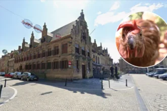 Bird Flu outbreaks in Veurne lead to a merged safety zone