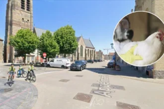 Bird flu again confirmed at Veurne poultry farm