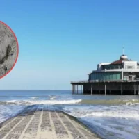 Blankenberge dog finds 3-meter conger eel, RBINS confirms