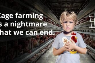 End the Cage Age campaign backed by animal welfare campaigners