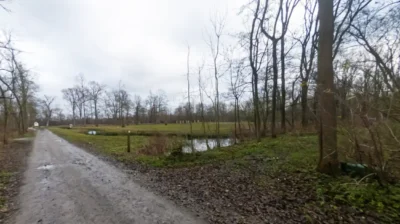 Blue-Green algae in Donkmeer halt swimming in Berlare