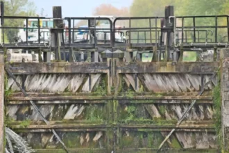 Blue-green algae discovered in the Leuven-Haacht canal