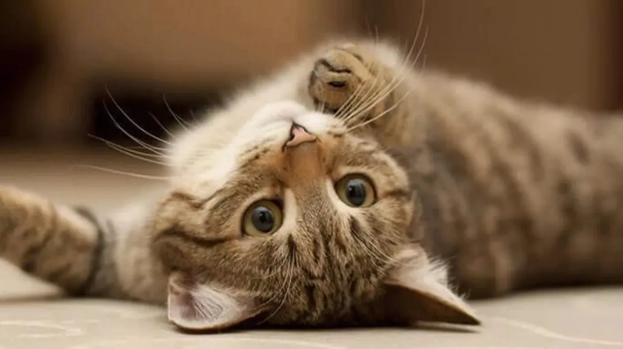 Bruges Animal Shelter quarantines cats for a month amid virus outbreak