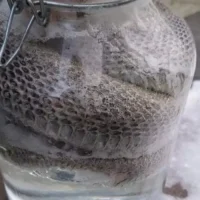 Bruges police investigate snake found in a jar near the recycling bin