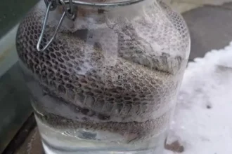 Bruges police investigate snake found in a jar near the recycling bin