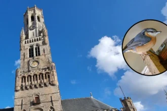 Bruges water tower installed 16 swift boxes and bat slots