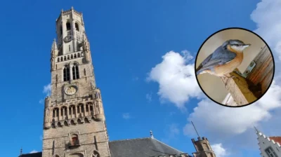 Bruges water tower installed 16 swift boxes and bat slots