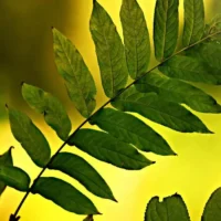 Brussels FloraBru project