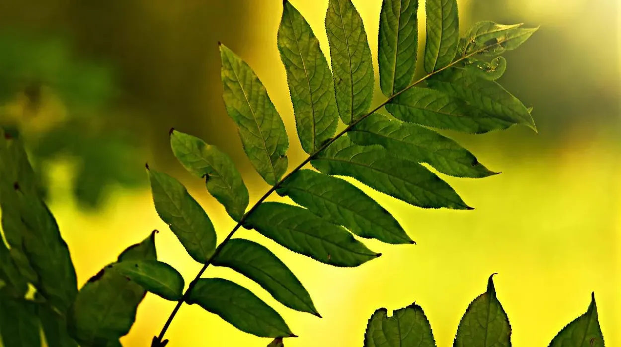 Brussels FloraBru project 