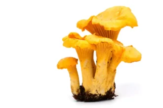 Brussels Ranger Bart Swerts calls for mushroom picking ban to protect Sonian Forest's 1,000 species