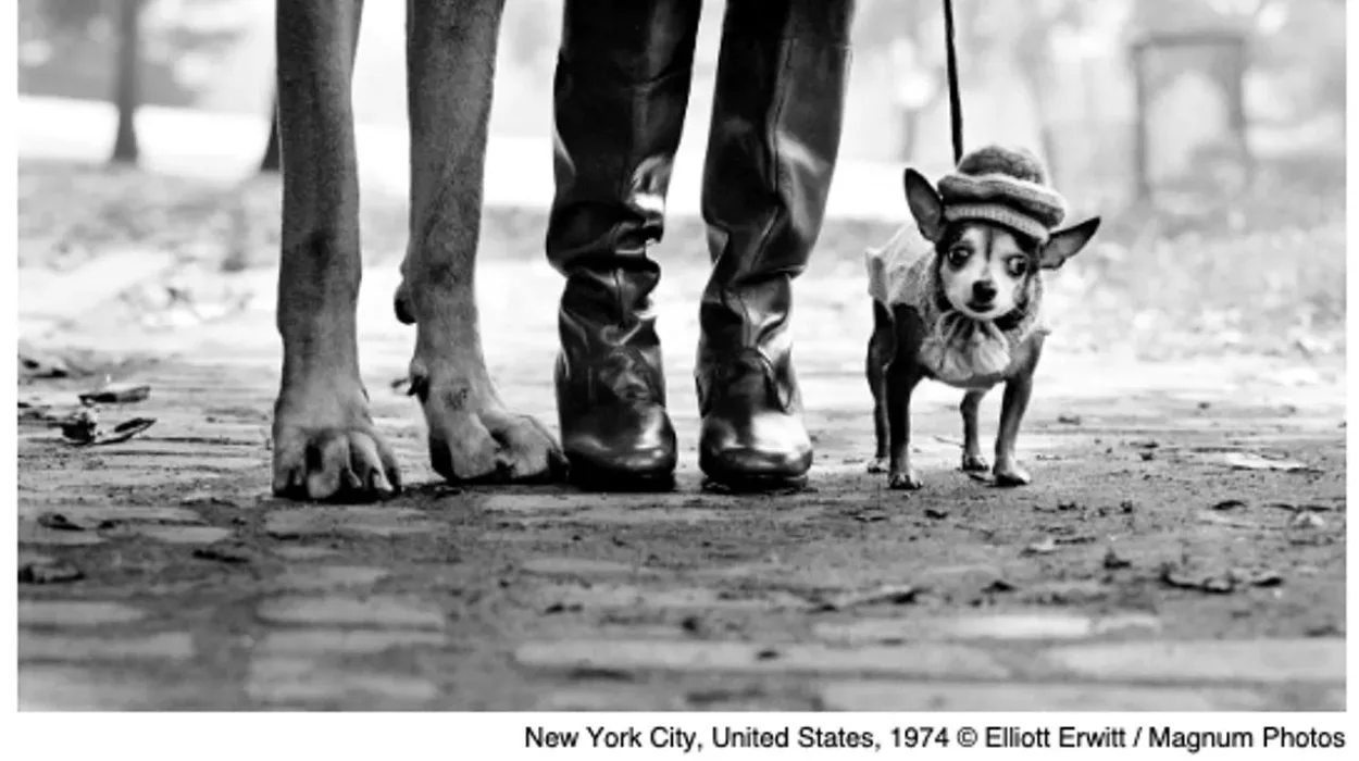 Brussels culture and society dogs welcome at Elliott Erwitt exhibition