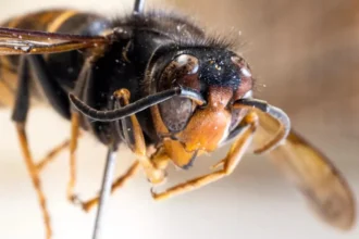 Brussels faces Asian hornet threat to bees and biodiversity