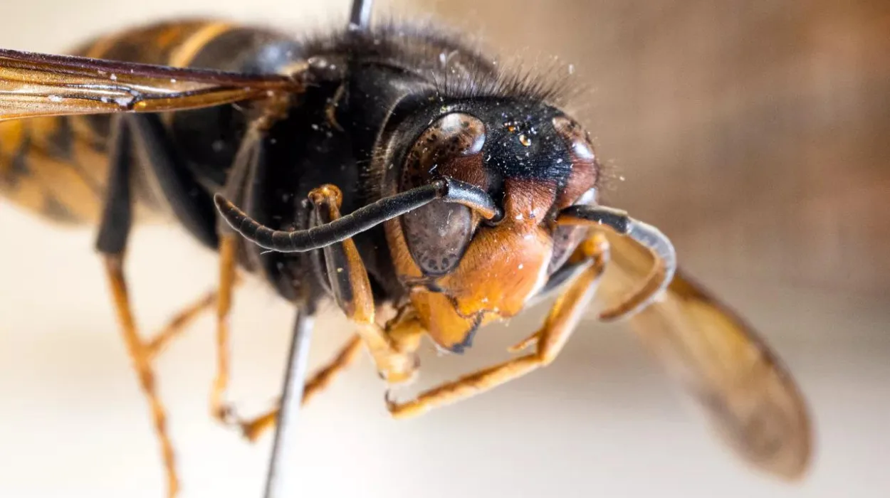 Brussels faces Asian hornet threat to bees and biodiversity