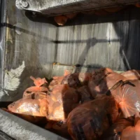 Brussels' food waste sorting increases collection