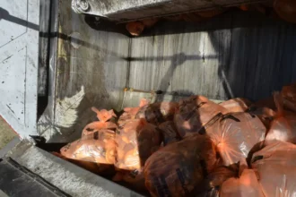 Brussels' food waste sorting increases collection