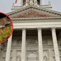 Brussels launches rat control working group