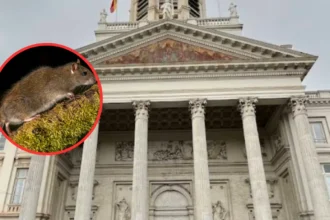 Brussels launches rat control working group