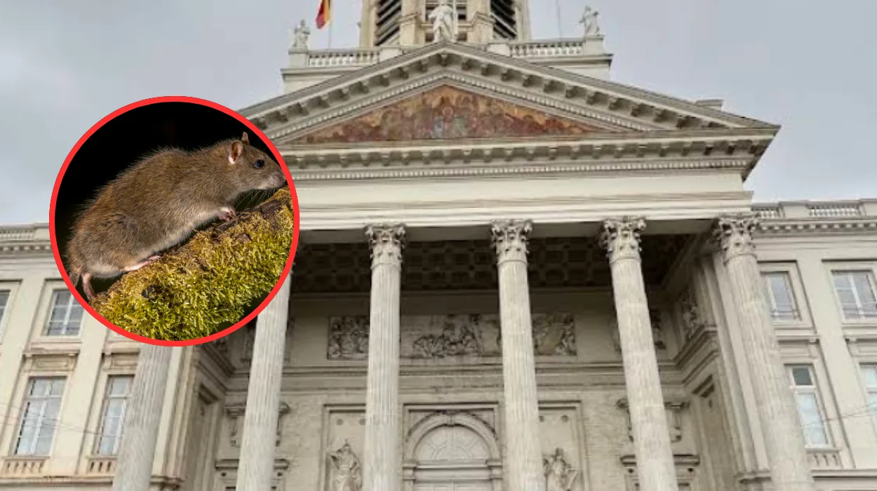 Brussels launches rat control working group