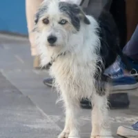 Brussels offers 50€ per dog for responsible ownership