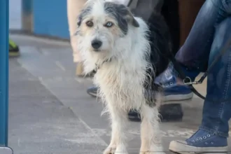 Brussels offers 50€ per dog for responsible ownership