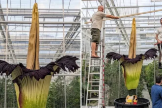 Brussels society celebrates bloom of world's largest Titan Arum 