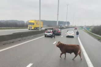 Bull escapes near Bekkevoort, disrupts E314 to Lummen