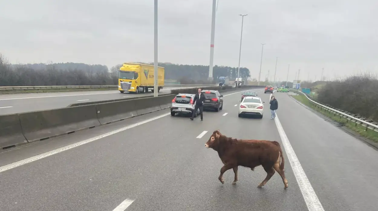 Bull escapes near Bekkevoort, disrupts E314 to Lummen