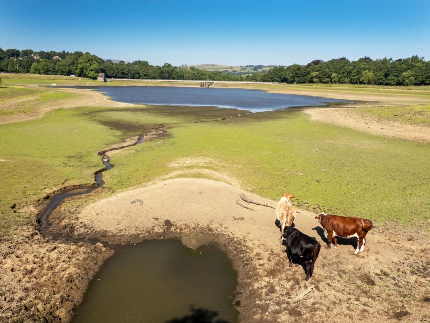 Drought-hit farmers managing crops during dry summer weather