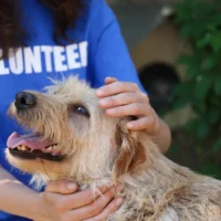 Campaign group voices concern over animal welfare