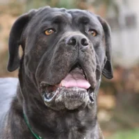 Cane Corso attacks man in Vilvoorde-Machelen garage