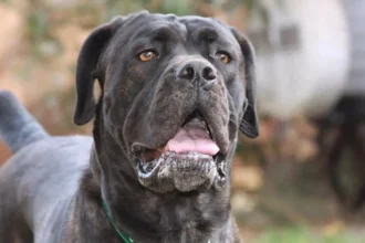 Cane Corso attacks man in Vilvoorde-Machelen garage