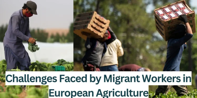 Challenges-Faced-by-Migrant-Workers-in-European-Agriculture