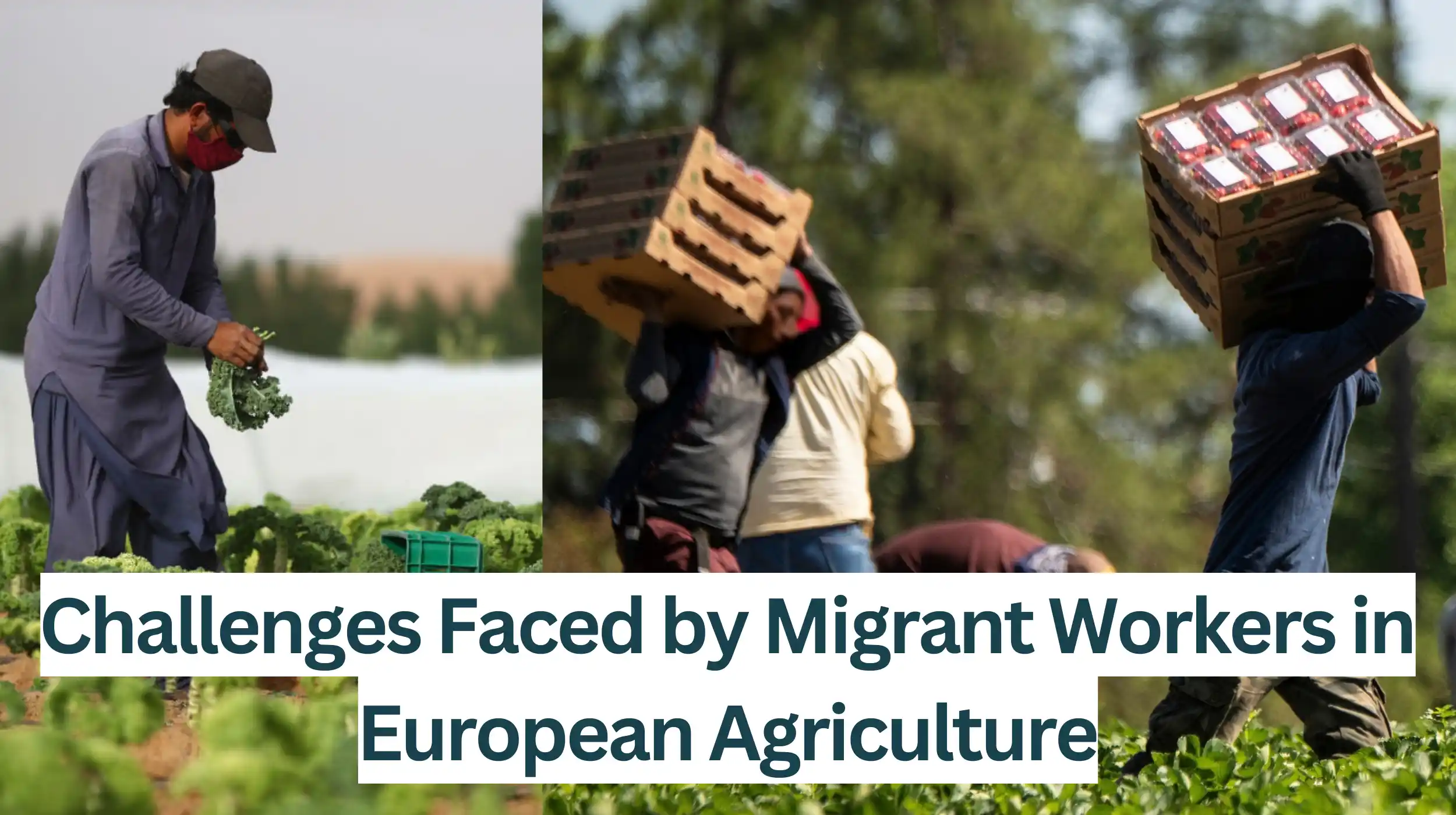 Challenges-Faced-by-Migrant-Workers-in-European-Agriculture