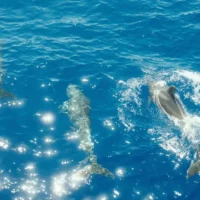 Council discusses ocean initiatives with UN Secretary-General