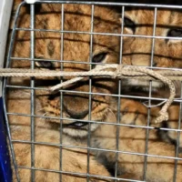 Crackdown on wildlife crime welcomed