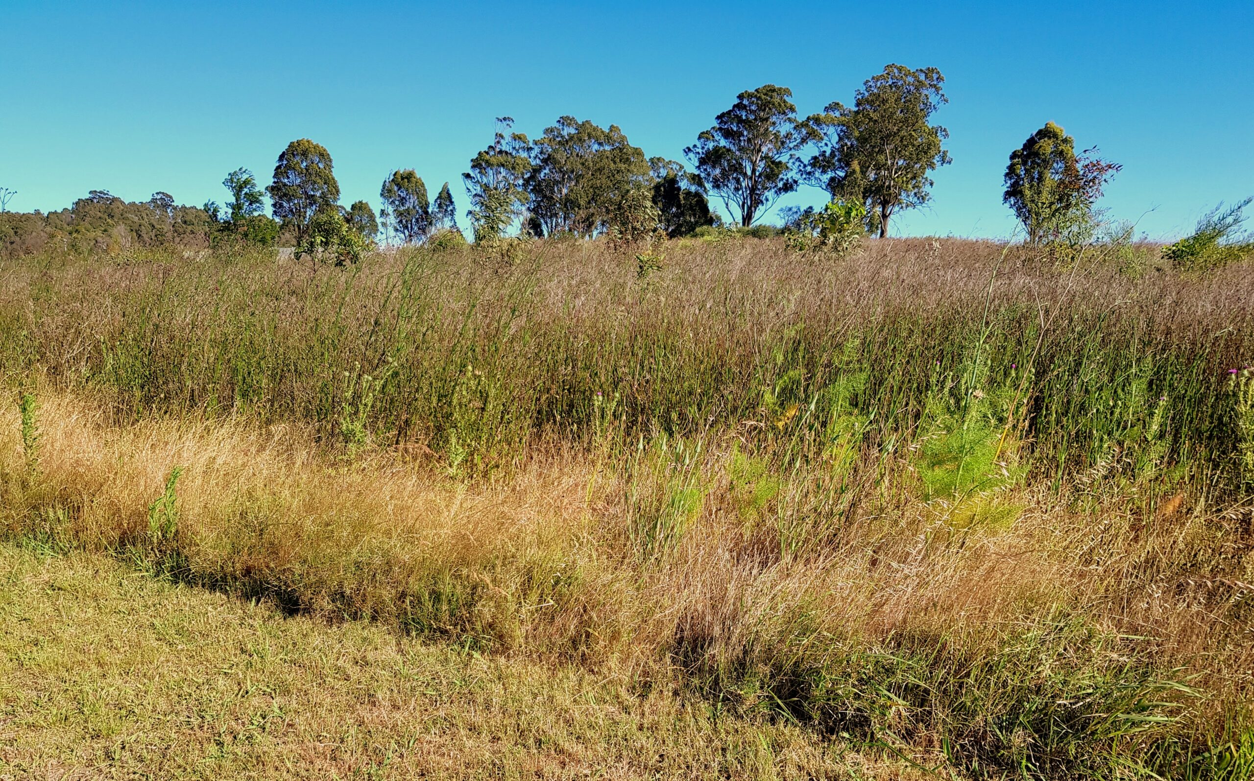 New South Wales countryside where Bondi shooters training allegedly occurred