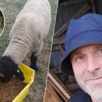 David Bonne’s 80 kg Suffolk ram stolen in Beersel