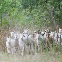 De Watergroep uses goats to maintain land in Dilsen-Stokkem