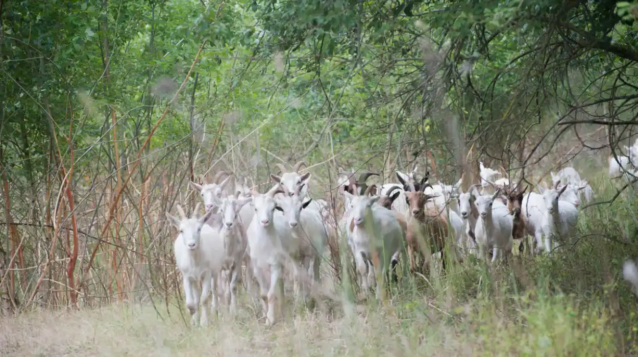 De Watergroep uses goats to maintain land in Dilsen-Stokkem