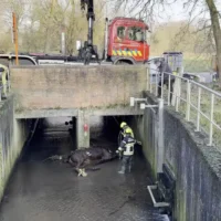 Dead horse discovered in Molenbeek stream near Heldergem and Aaigem