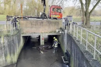 Dead horse discovered in Molenbeek stream near Heldergem and Aaigem