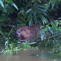 Dilsen-Stokkem battles dozens of Beavers in Lanklaar, Rotem