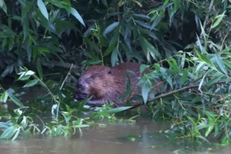 Dilsen-Stokkem battles dozens of Beavers in Lanklaar, Rotem