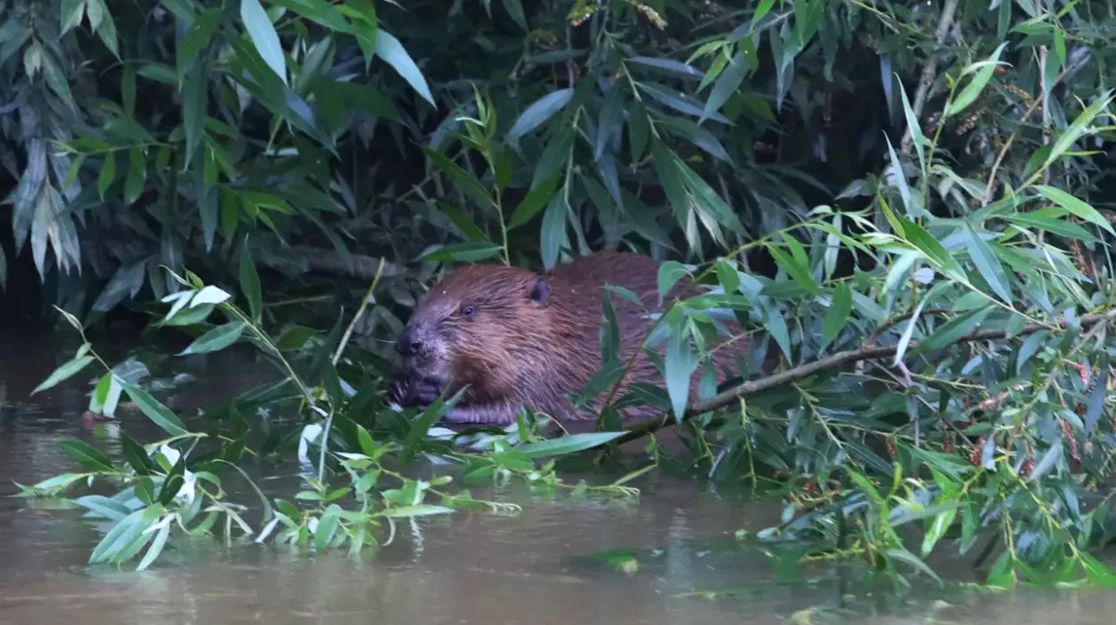 Dilsen-Stokkem battles dozens of Beavers in Lanklaar, Rotem