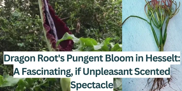 Dragon-Roots-Pungent-Bloom-in-Hesselt