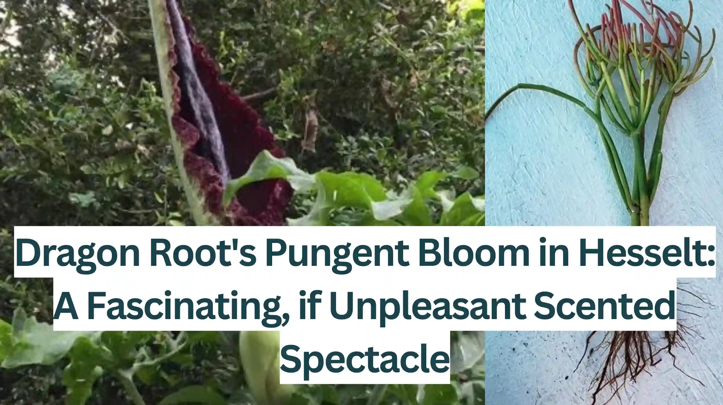Dragon-Roots-Pungent-Bloom-in-Hesselt