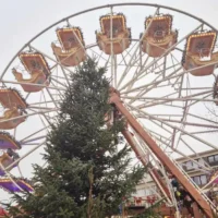 Drunken students attempt to Christmas tree heist in Leuven