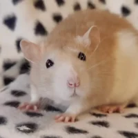 €125,000 awarded to Limburg animal shelters by Weyts