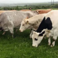 EU Commission approves €32.5 million aid for Ireland’s farmers